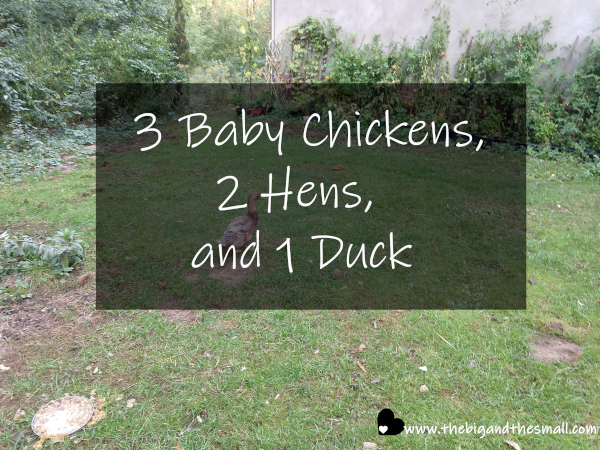 3 baby chickens, 2 hens, 1 duck.png