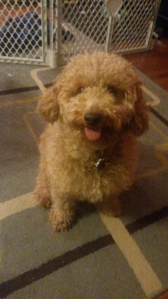 Gracie dog - a labradoodle