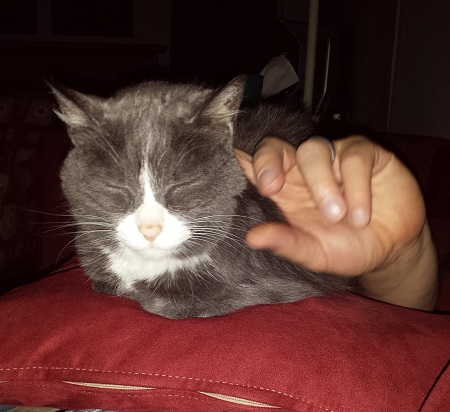 Taffy - gray and white cat